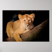 Lion Cub Poster (Voorkant)