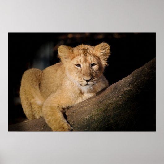 Lion Cub Poster (Voorkant)