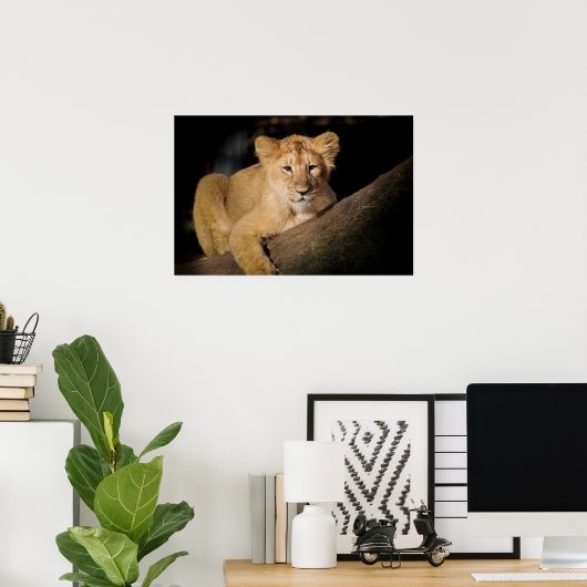 Lion Cub Poster (Thuiskantoor)