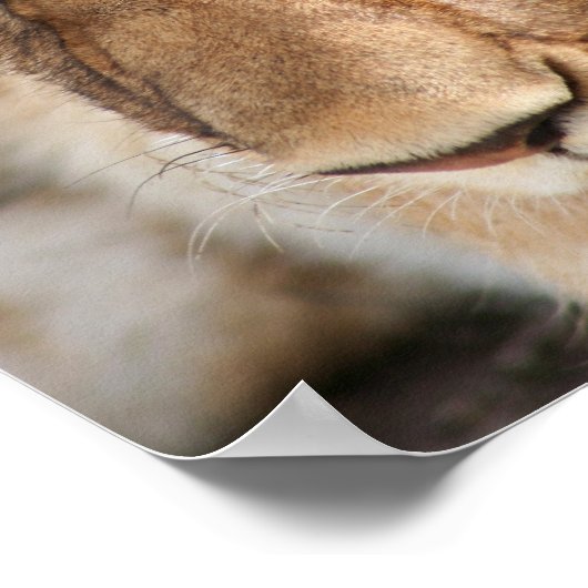 Lion Cub Poster (Hoek)