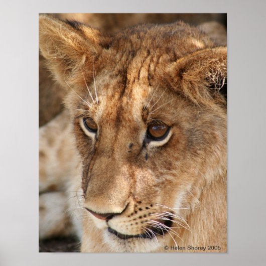 Lion Cub Poster (Voorkant)