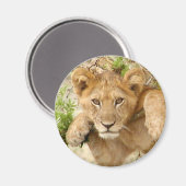 Lion Cub RONDE magneet (Voorkant / Achterkant)
