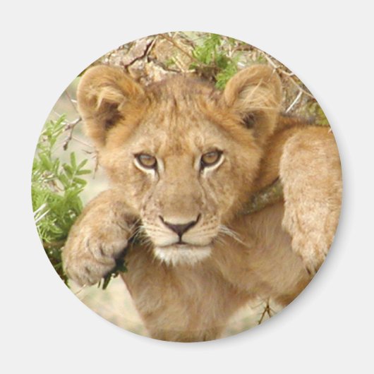 Lion Cub RONDE magneet (Voorkant)