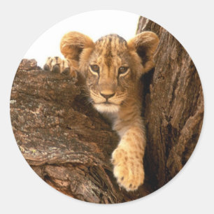 Lion Cub Ronde Sticker