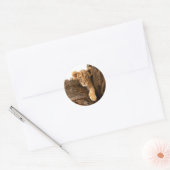 Lion Cub Ronde Sticker (Envelop)