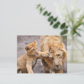 Lion Cub speelt met zijn ouders Briefkaart (Staand voorkant)