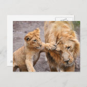 Lion Cub speelt met zijn ouders Briefkaart (Voorkant / Achterkant)