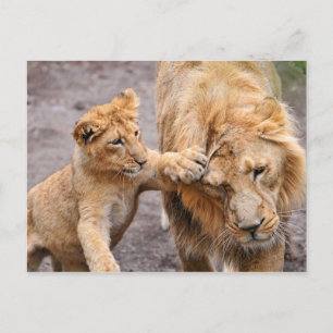 Lion Cub speelt met zijn ouders Briefkaart