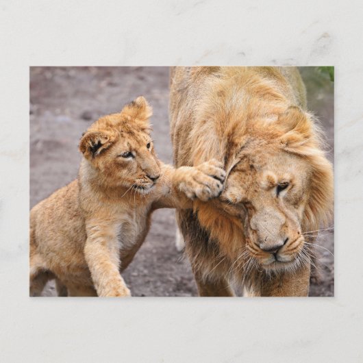 Lion Cub speelt met zijn ouders Briefkaart (Voorkant)