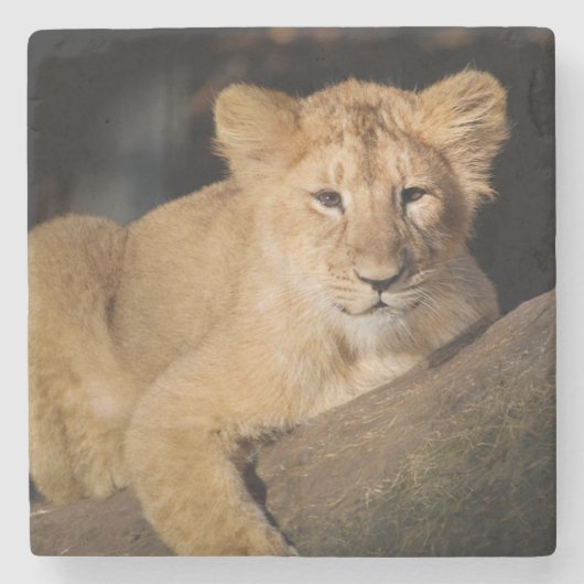 Lion Cub Stenen Onderzetter (Voorkant)