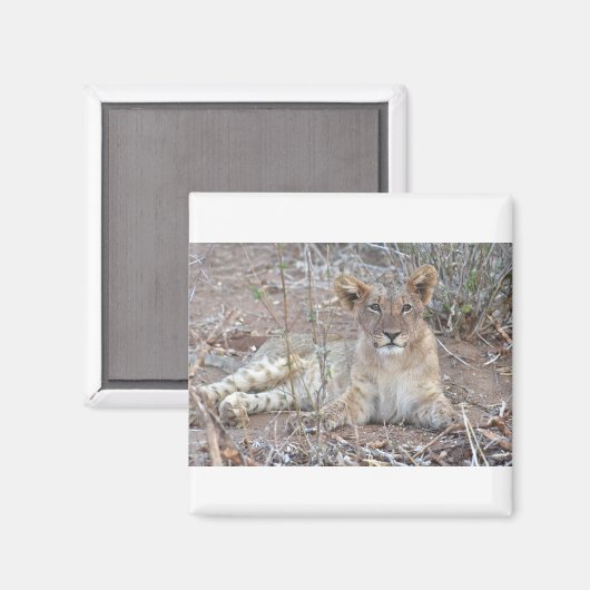 Lion Cub With A Sweet, Innocent Gaze. Magneet (Voorkant / Achterkant)