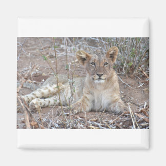Lion Cub With A Sweet, Innocent Gaze. Magneet