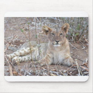 Lion Cub With A Sweet, Innocent Gaze. Muismat