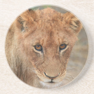 Lion Cub Zandsteen Onderzetter