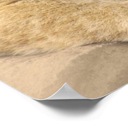 Lion cubs beste vrienden poster (Hoek)