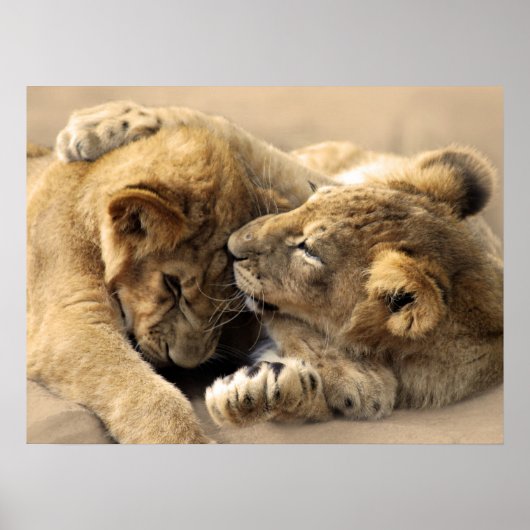 Lion cubs beste vrienden poster (Voorkant)
