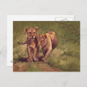 Lion Cubs Briefkaart (Voorkant / Achterkant)