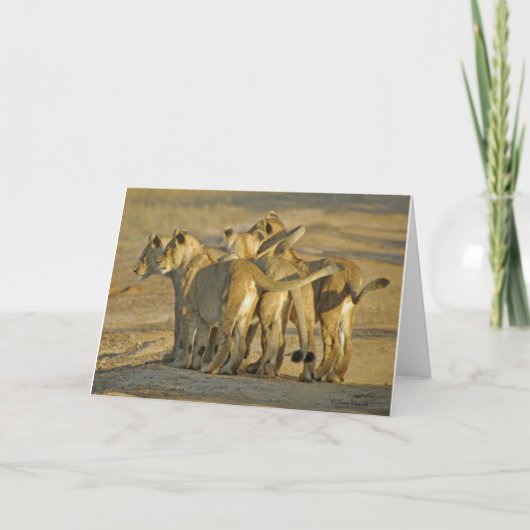 Lion Cubs Kaart (Voorkant)