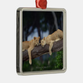 Lion cubs ligt op boomtak , Kenia , Afrika Metalen Ornament (Rechts)