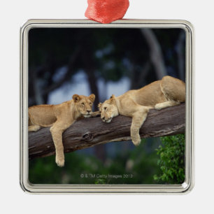 Lion cubs ligt op boomtak , Kenia , Afrika Metalen Ornament