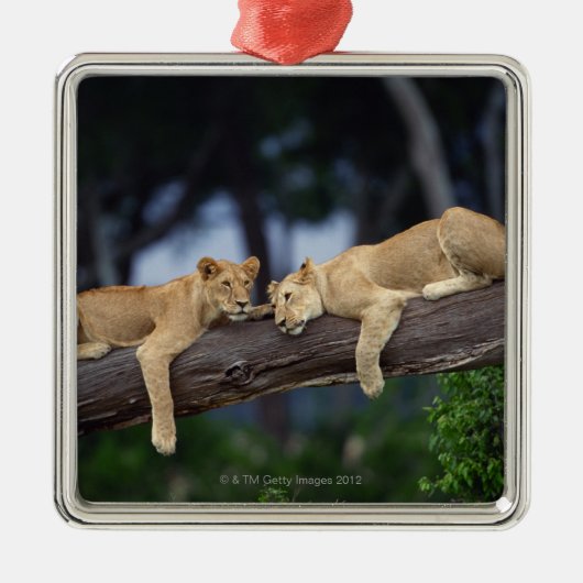Lion cubs ligt op boomtak , Kenia , Afrika Metalen Ornament (Voorkant)
