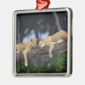 Lion cubs ligt op boomtak , Kenia , Afrika Metalen Ornament (Links)