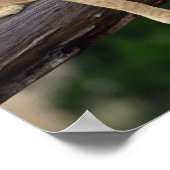 Lion cubs ligt op boomtak , Kenia , Afrika Poster (Hoek)