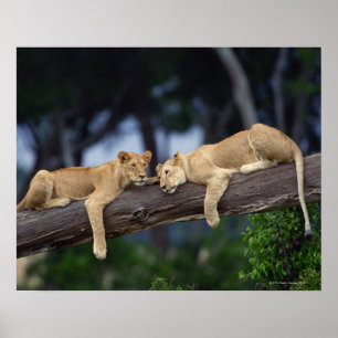 Lion cubs ligt op boomtak , Kenia , Afrika Poster