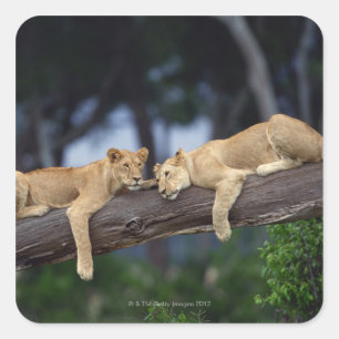 Lion cubs ligt op boomtak , Kenia , Afrika Vierkante Sticker
