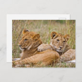 Lion Cubs Lounging Briefkaart (Voorkant / Achterkant)