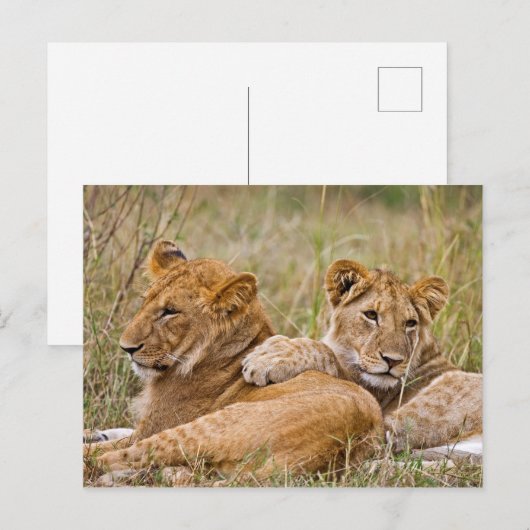 Lion Cubs Lounging Briefkaart (Voorkant / Achterkant)