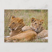 Lion Cubs Lounging Briefkaart (Voorkant)
