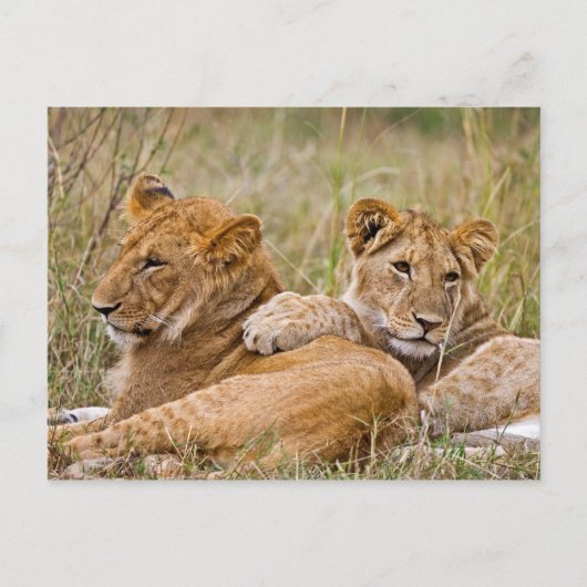 Lion Cubs Lounging Briefkaart (Voorkant)