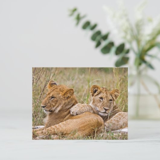 Lion Cubs Lounging Briefkaart (Staand voorkant)