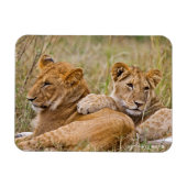 Lion Cubs Lounging Magneet (Horizontaal)