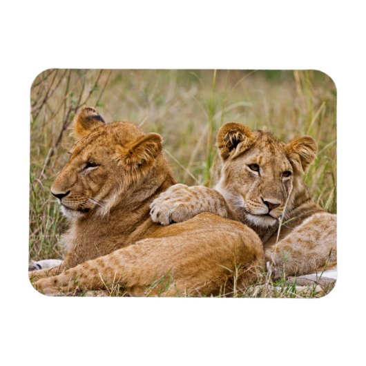 Lion Cubs Lounging Magneet (Horizontaal)