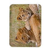 Lion Cubs Lounging Magneet (Verticaal)