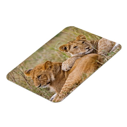 Lion Cubs Lounging Magneet (Linkerzijde)