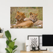 Lion Cubs Lounging Poster (Thuiskantoor)