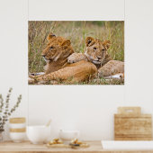 Lion Cubs Lounging Poster (Keuken)