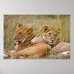 Lion Cubs Lounging Poster