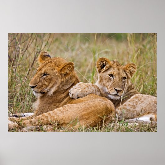 Lion Cubs Lounging Poster (Voorkant)