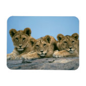 Lion Cubs Magnet Magneet (Horizontaal)