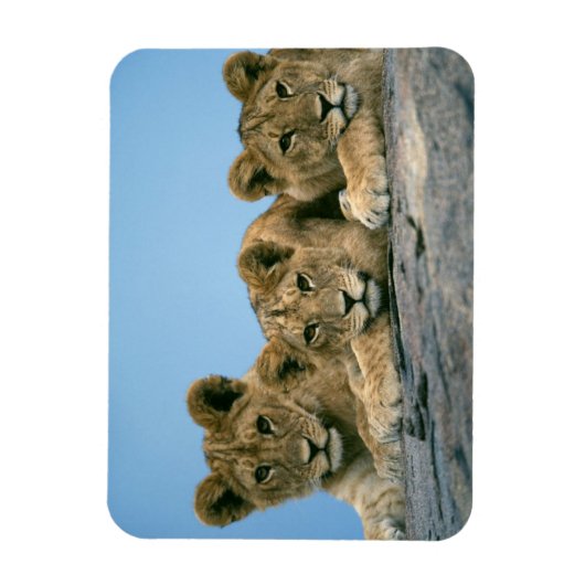 Lion Cubs Magnet Magneet (Verticaal)