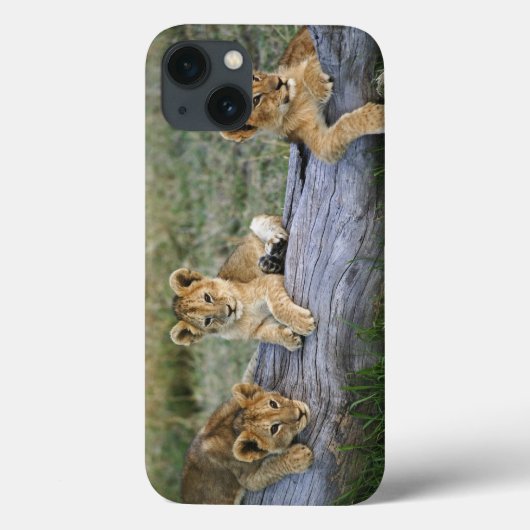 Lion cubs on log, Panthera leo, Masai Mara, 2 Case-Mate iPhone Case (Achterkant)