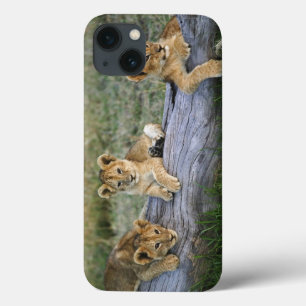 Lion cubs on log, Panthera leo, Masai Mara, 2 Case-Mate iPhone Case