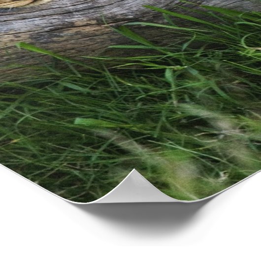 Lion cubs on log, Panthera leo, Masai Mara, 2 Poster (Hoek)