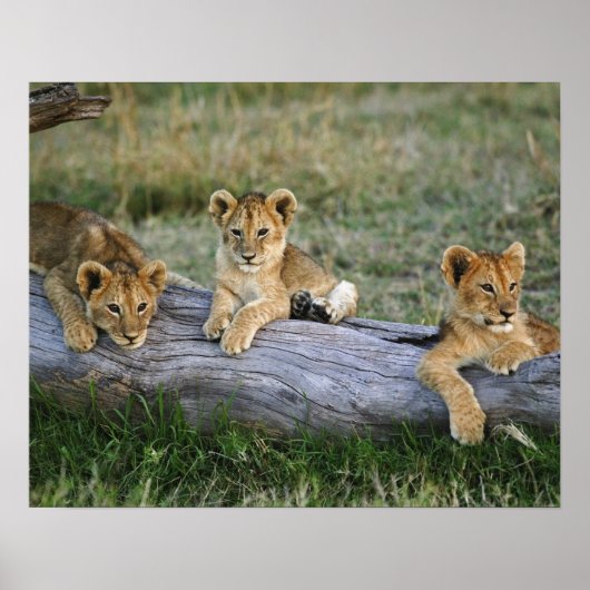Lion cubs on log, Panthera leo, Masai Mara, 2 Poster (Voorkant)