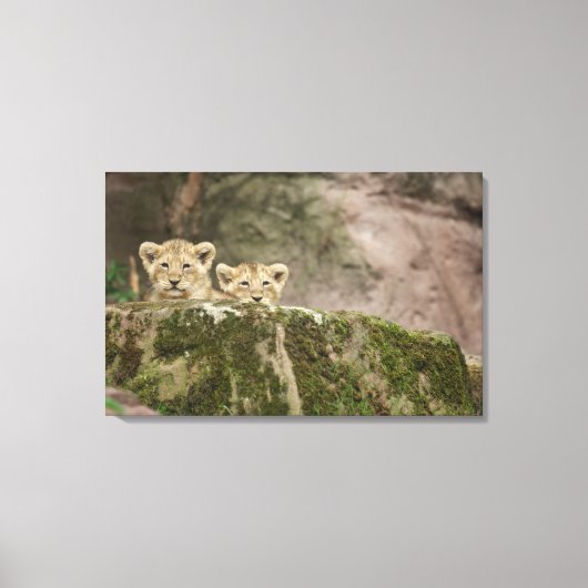Lion Cubs Peeking Over Rock Canvas Afdruk (Voorkant)