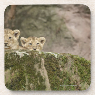 Lion Cubs Peeking Over Rock Drankjes Onderzetter